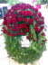 Rote Rosen