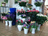 Schnittblumen